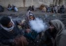 طالبان در تجارت مواد مخدر به جایگزینی سریع‌تر و سودآورتر روی آورده اند